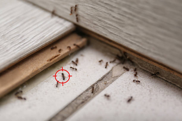 Best Spider Control Near Me  in Tipton, IA