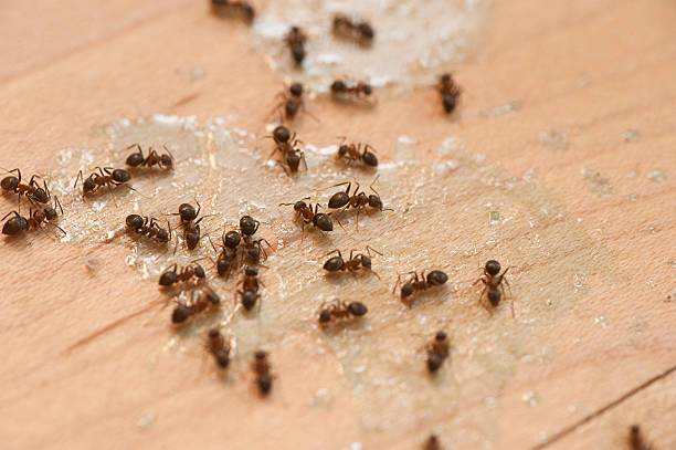 Best Pest Removal Services  in Tipton, IA