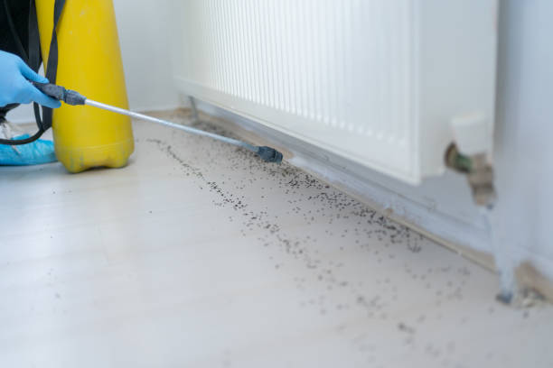 Best Rat Extermination Near Me  in Tipton, IA